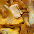 Fresh golden chanterelle mushrooms with funnel-shaped caps and ridged gills