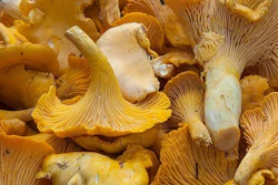Fresh golden chanterelle mushrooms with funnel-shaped caps and ridged gills