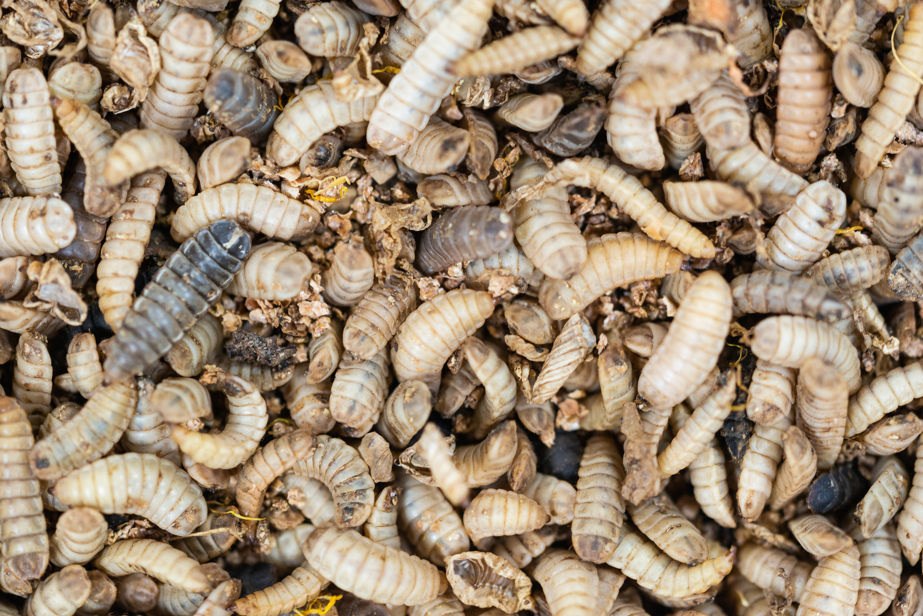 Close-up view of numerous cream and tan colored mealworm larvae clustered together on substrate material