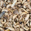 Close-up view of numerous cream and tan colored mealworm larvae clustered together on substrate material