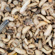 Close-up view of numerous cream and tan colored mealworm larvae clustered together on substrate material