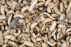 Close-up view of numerous cream and tan colored mealworm larvae clustered together on substrate material