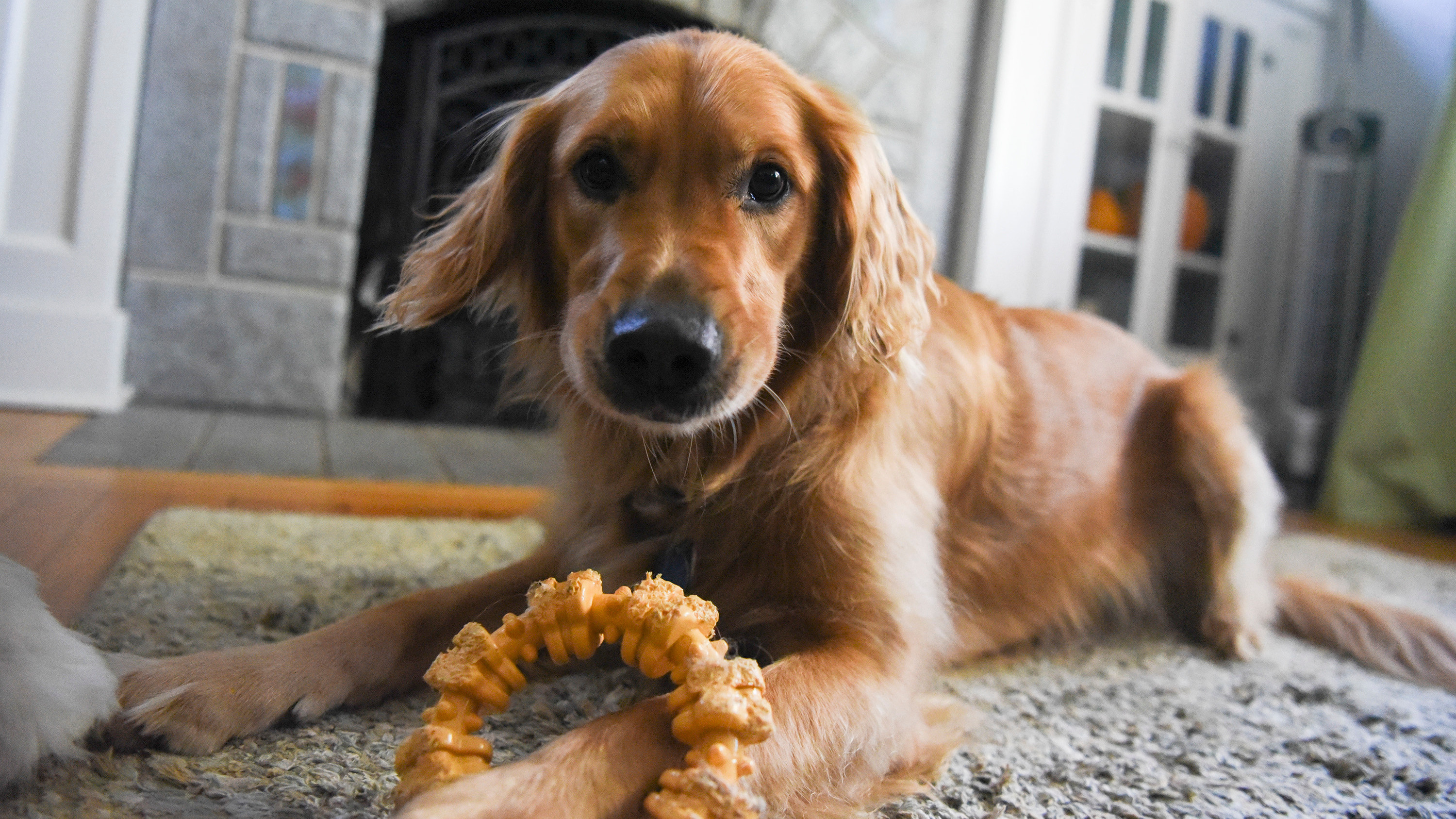 Golden Retriever lying on carpet indoors with a rope toy