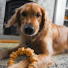 Golden Retriever lying on carpet indoors with a rope toy