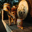 Chihuahua standing beside Jack Daniel's whiskey barrel and bottle in festive outdoor setting