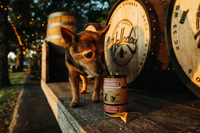 Chihuahua standing beside Jack Daniel's whiskey barrel and bottle in festive outdoor setting