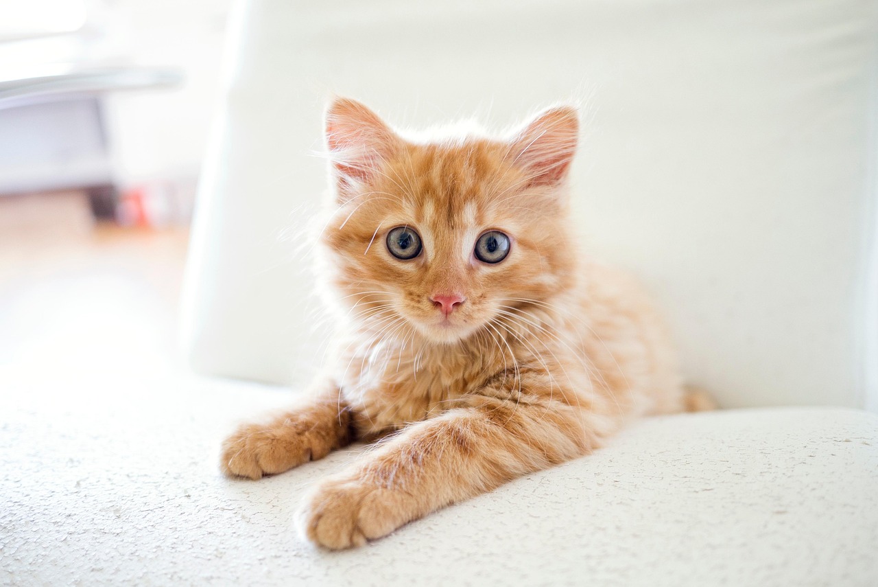 Adorable orange tabby kitten with blue eyes lying on a light surface, looking directly at camera