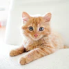 Adorable orange tabby kitten with blue eyes lying on a light surface, looking directly at camera