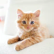 Adorable orange tabby kitten with blue eyes lying on a light surface, looking directly at camera