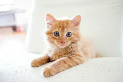 Adorable orange tabby kitten with blue eyes lying on a light surface, looking directly at camera