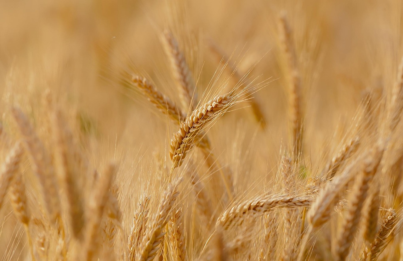 Close-up of golden wheat heads in a field with shallow depth of field