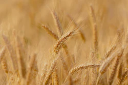 Close-up of golden wheat heads in a field with shallow depth of field