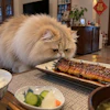 Fluffy long-haired cat leaning toward grilled fish on dining table with traditional Asian home décor