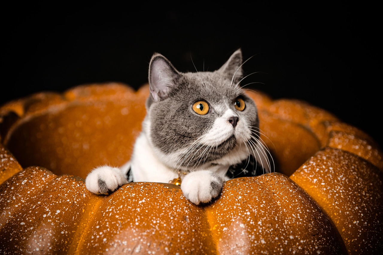 Gray and white cat with golden eyes looking upward while resting on a textured orange surface against a black background