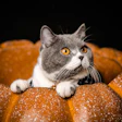 Gray and white cat with golden eyes looking upward while resting on a textured orange surface against a black background