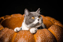 Gray and white cat with golden eyes looking upward while resting on a textured orange surface against a black background