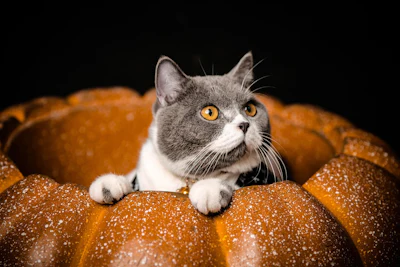 Gray and white cat with golden eyes looking upward while resting on a textured orange surface against a black background