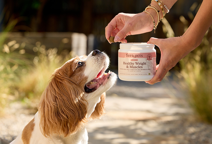 Person holding Fera Pets Healthy Weight & Muscles supplement jar while brown and white dog looks up expectantly outdoors