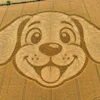 Aerial view of a smiling dog face crop circle art created in a harvested grain field with circular spiral patterns