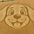Aerial view of a smiling dog face crop circle art created in a harvested grain field with circular spiral patterns