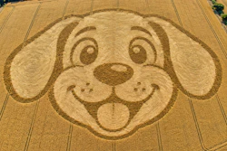 Aerial view of a smiling dog face crop circle art created in a harvested grain field with circular spiral patterns