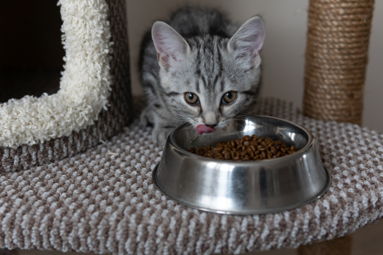 Gray tabby kitten eating from a stainless steel food bowl on a carpet near cat furniture