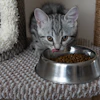 Gray tabby kitten eating from a stainless steel food bowl on a carpet near cat furniture