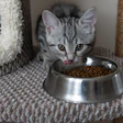 Gray tabby kitten eating from a stainless steel food bowl on a carpet near cat furniture
