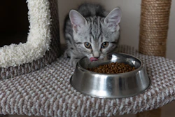Gray tabby kitten eating from a stainless steel food bowl on a carpet near cat furniture