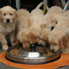 Group of Golden Retriever puppies eating kibble from a shared metal bowl on an orange mat