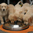 Group of Golden Retriever puppies eating kibble from a shared metal bowl on an orange mat