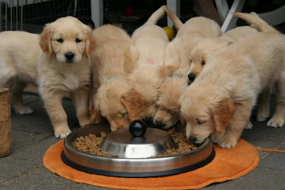 Group of Golden Retriever puppies eating kibble from a shared metal bowl on an orange mat