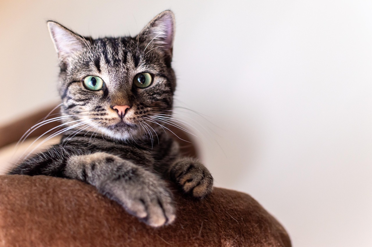 Gray tabby cat with green eyes resting on brown furniture, looking directly at camera
