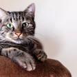 Gray tabby cat with green eyes resting on brown furniture, looking directly at camera