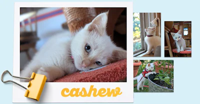 Collage of white and cream-colored cats with a garden scene, labeled 'cashew' with a yellow binder clip