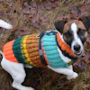 Brown and white dog wearing a colorful striped knit sweater outdoors on fallen leaves