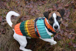 Brown and white dog wearing a colorful striped knit sweater outdoors on fallen leaves