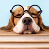 Brown and white dog wearing round black glasses resting head on stack of books against blue background