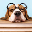 Brown and white dog wearing round black glasses resting head on stack of books against blue background