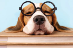 Brown and white dog wearing round black glasses resting head on stack of books against blue background