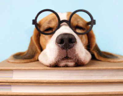 Brown and white dog wearing round black glasses resting head on stack of books against blue background