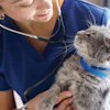 Veterinarian in blue scrubs using stethoscope to examine a gray tabby cat wearing a blue collar
