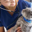 Veterinarian in blue scrubs using stethoscope to examine a gray tabby cat wearing a blue collar