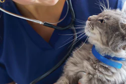 Veterinarian in blue scrubs using stethoscope to examine a gray tabby cat wearing a blue collar