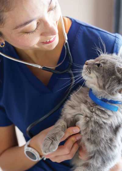 Veterinarian in blue scrubs using stethoscope to examine a gray tabby cat wearing a blue collar