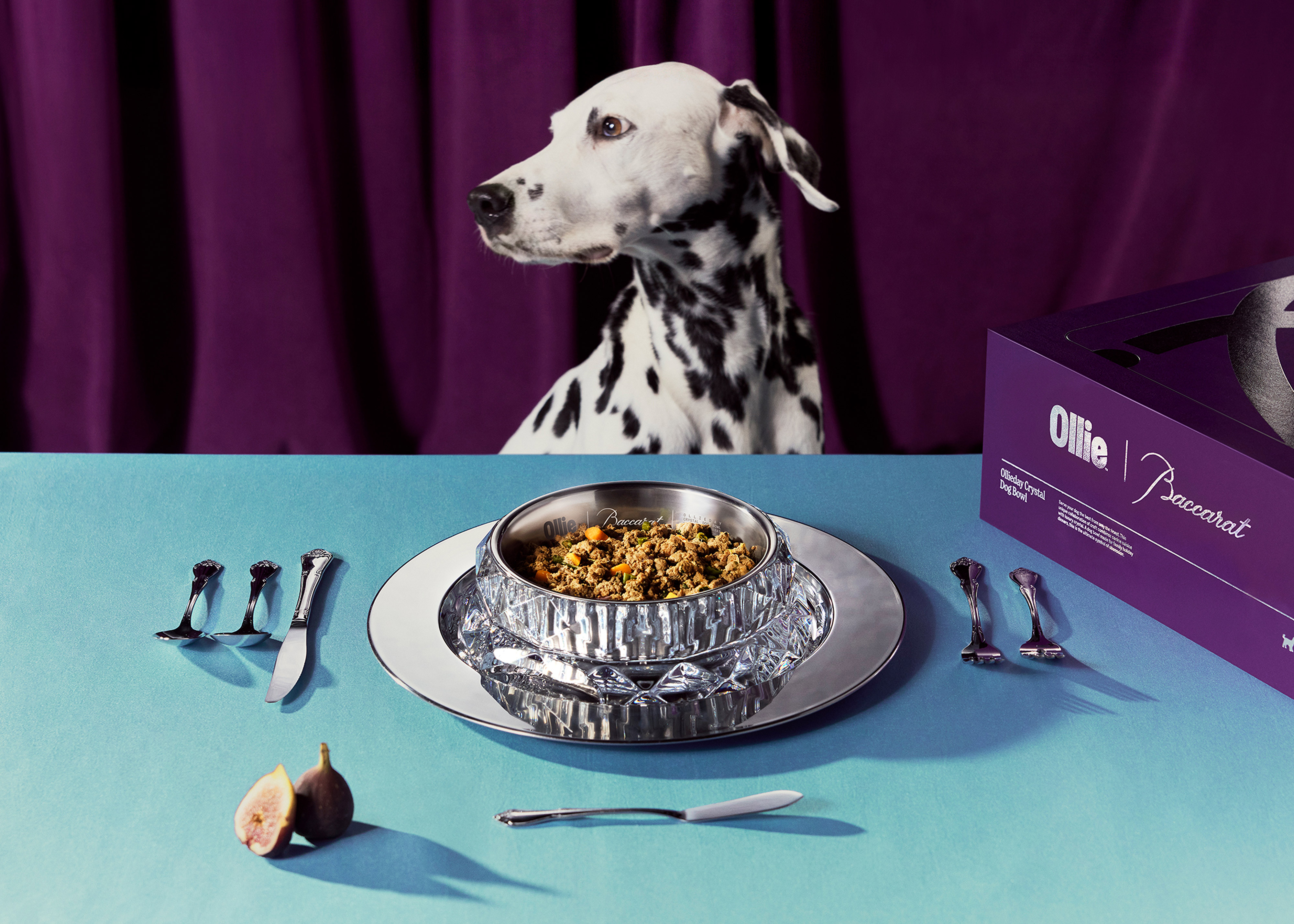 Dalmatian dog posed above gourmet pet food plated on blue surface with utensils and fresh ingredients