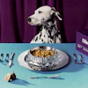 Dalmatian dog posed above gourmet pet food plated on blue surface with utensils and fresh ingredients