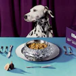 Dalmatian dog posed above gourmet pet food plated on blue surface with utensils and fresh ingredients
