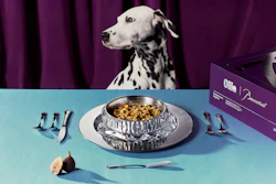 Dalmatian dog posed above gourmet pet food plated on blue surface with utensils and fresh ingredients