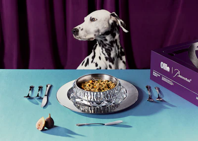 Dalmatian dog posed above gourmet pet food plated on blue surface with utensils and fresh ingredients